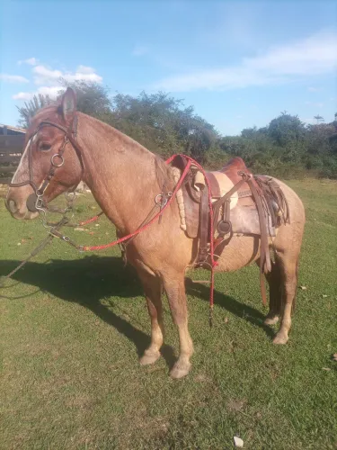 Vendo cavalo crioulo 8 mil