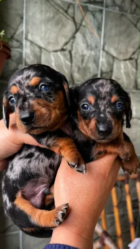 Linguicinha mine Daschund