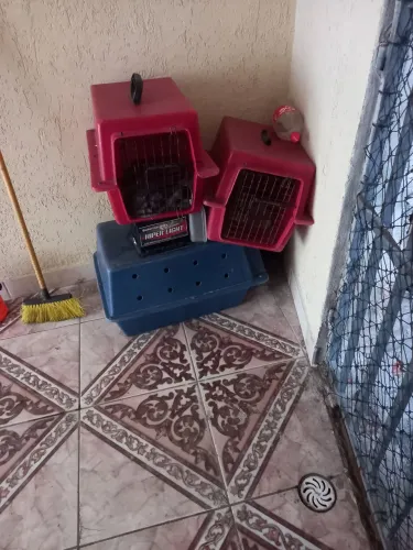 Pra banho e tosa