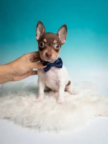 Pinscher Menino Pequeno e Especial