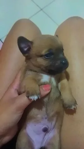 FILHOTINHO DE PEQUINÊS COM FOX PAULISTNHA