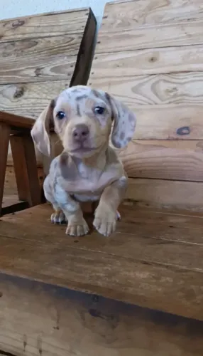 Filhotes de Dachshund Miniatura