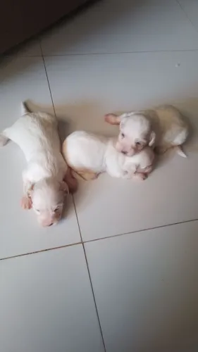 Vendo filhotes maltes com poodle 