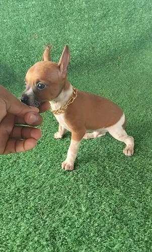 Pinscher personalizada Fort marcante