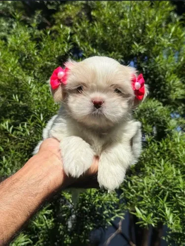 Shih tzu fêmea branca e macho pass cartão 10x 