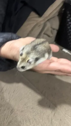 Hamster Anão Russo