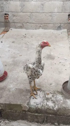 Galinha 