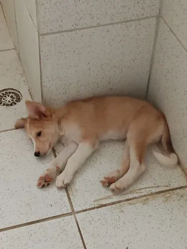 Estou doando esse cachorro