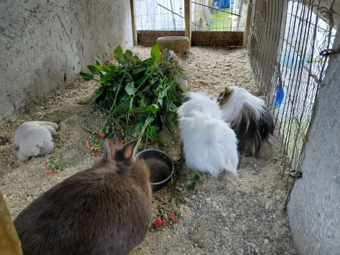 Vende-se ou troca 2 fêmeas d porquinho da Índia e uma fêmea de coelho