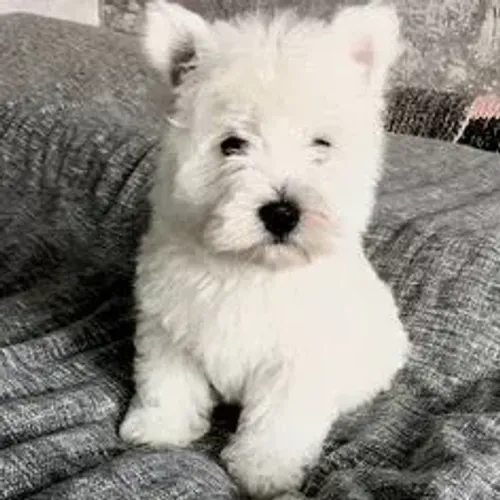 West Terrier Filhote Muito Encantador