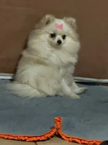 Spitz Alemão anão ( fêmea de 10 meses)