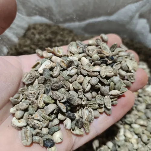 Café cru para torrar