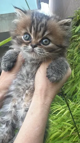 Persa filhote Tabby 