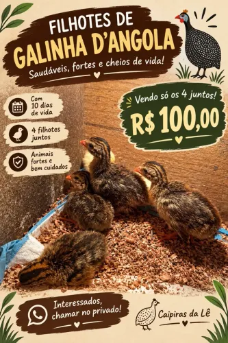 Lote de 4 angolinhas