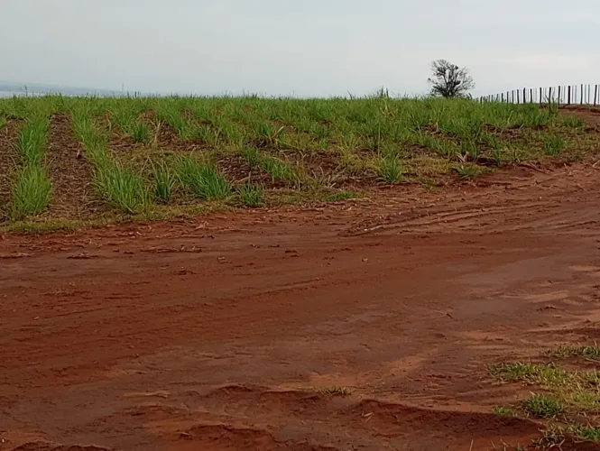 Fazenda de 500 Alqueireis paulistas, sem benfeitorias, plantada em cana sai R$ 4.000,00 o