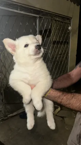 Husky siberiano fêmea