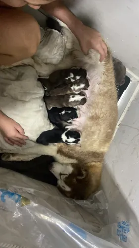 Husky siberiano filhotes a venda
