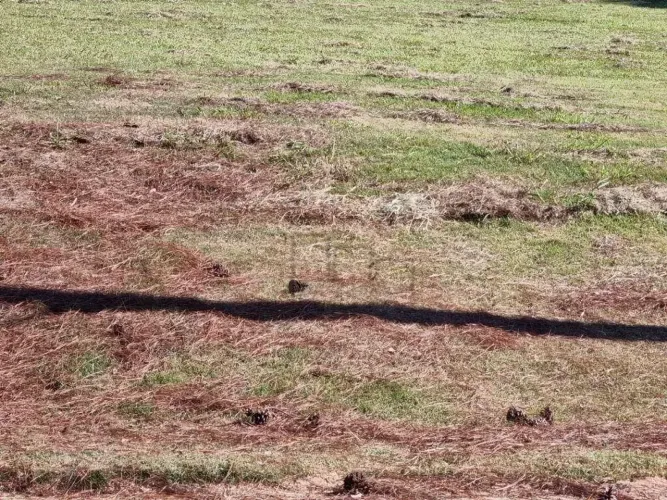 Terreno à venda, 1000 m² por R$ 500.000,00 - Condomínio Vivendas do Lago - Sorocaba/SP