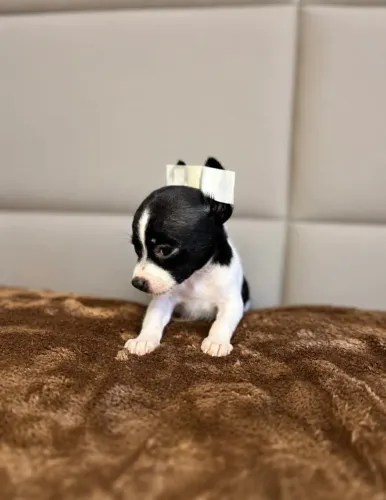 Pinscher