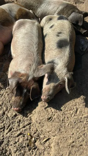 Porcos a venda
