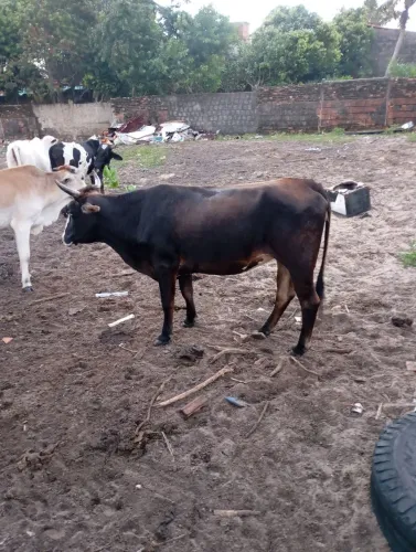 Vaca pra vender ligeiro 3200