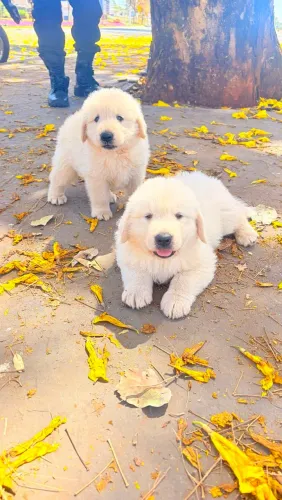 Filhote de Golden retriever