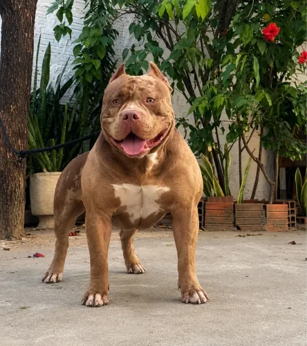 PitMonster com pedigree top 1