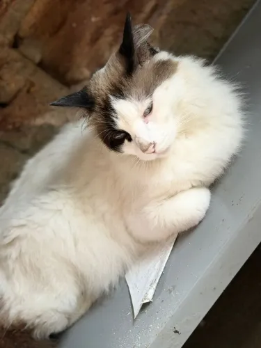 Gatinha castrada para doação 