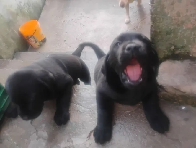 PROMOÇÃO OS MAS LINDOS FILHOTES DE LABRADOR PRETO