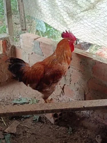 Galo e franguinho