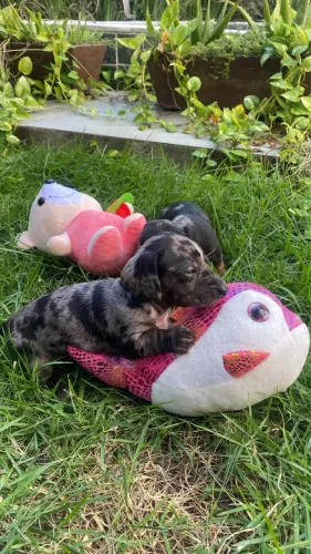 Daschund Arlequim (Salsichinha) (aceito cartão)