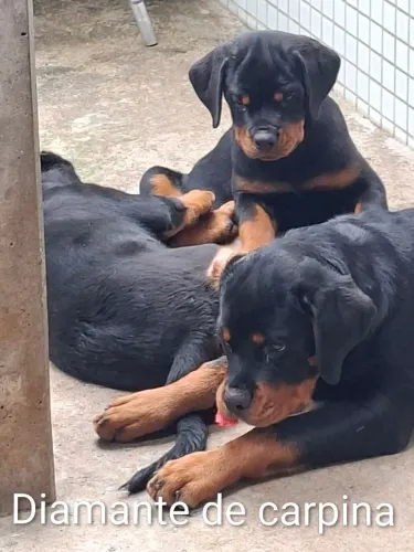 cachorro