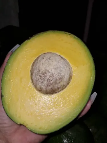 Abacate sem agrotóxicos