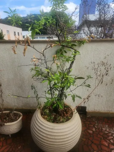 Vaso de Planta Limão