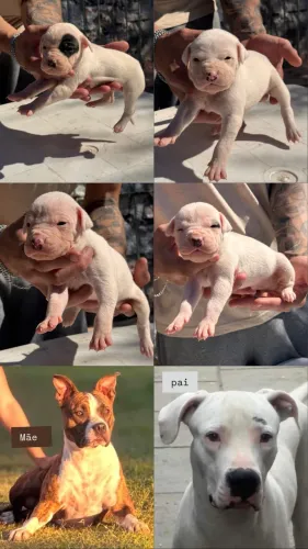 FILHOTES DISPONÍVEIS Cruzamento Dogo Argentino x Pitbull