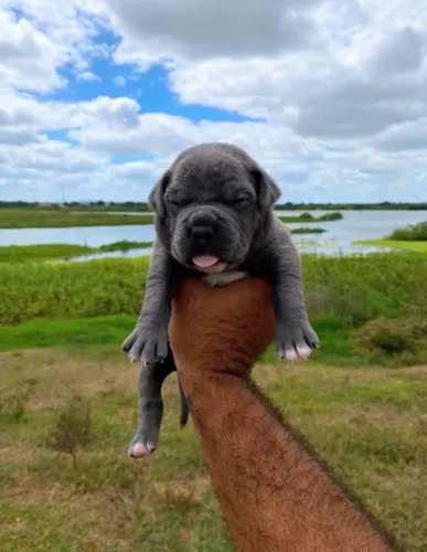 Filhotes de American Bully Pocket