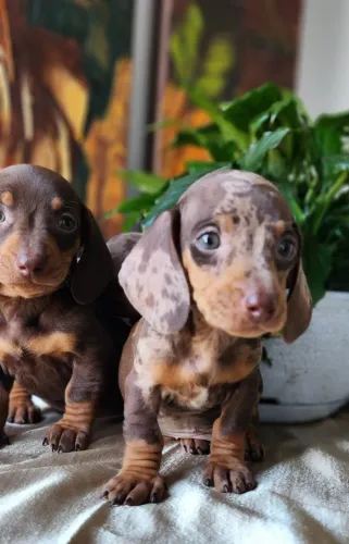 Teckel/Basset Black e Chocolate com Pedigree!! 