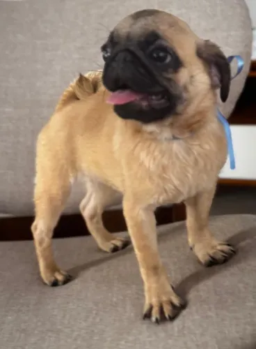 Filhotes de PUG