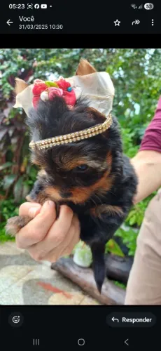 Lindos filhotes mine  de Yorkshire Terrier.