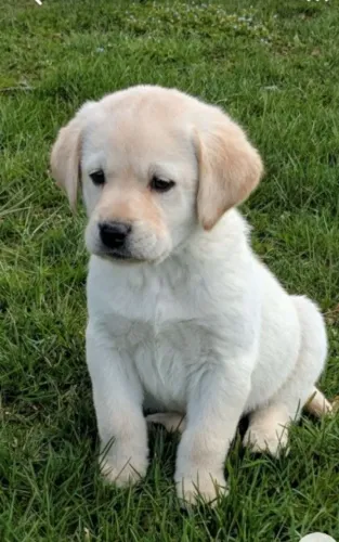 Filhotes de Labrador disponivel hoje 