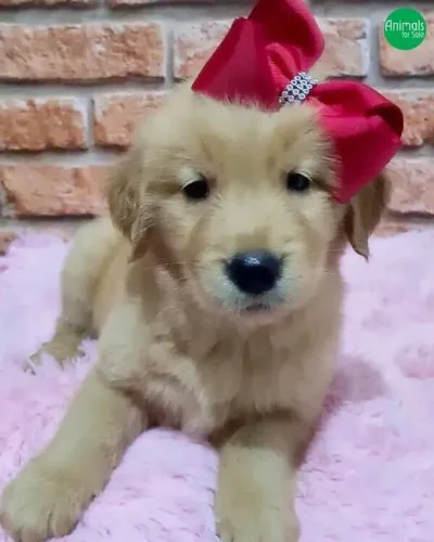 Filhote Golden Retriever, Encha sua vida de alegria com um novo amiguinho peludo!