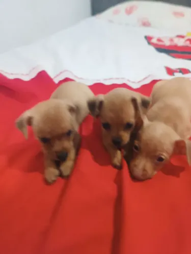 Filhotes pinscher 