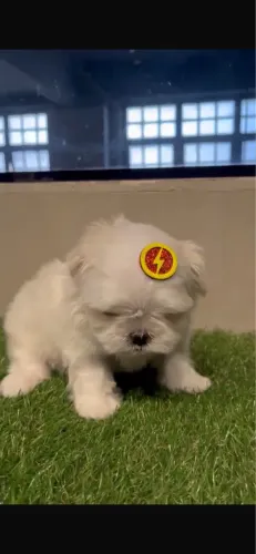 Vendo filhote de Maltês