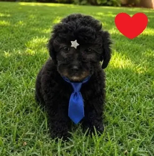 Poodle pretinho machinho legítimo passo cartão e entrego