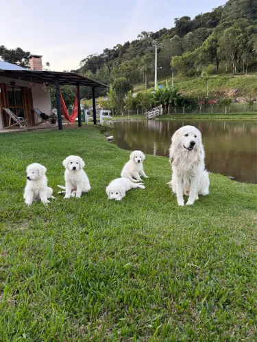 Pastor Maremano Ambruzes