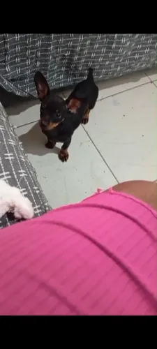Pinscher 1