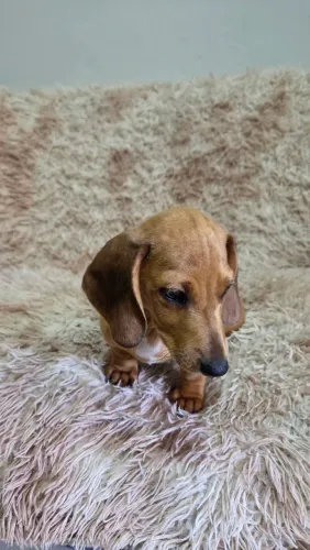 Filhote dachshund