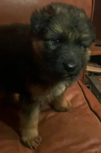 Faça parte da história de um cãozinho especial