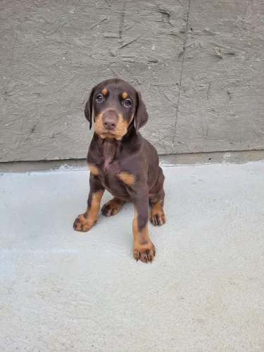 Doberman