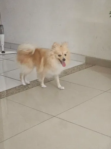 Vendo Lulu da Pomerânia 